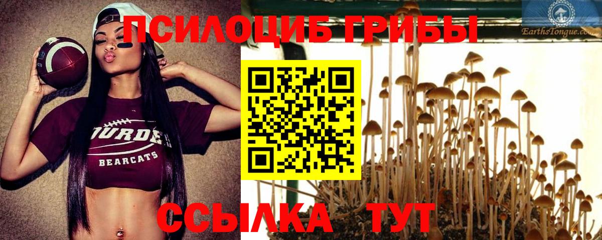 Железногорск  Галлюциногенные грибы Psilocybe  Вход с VPN 